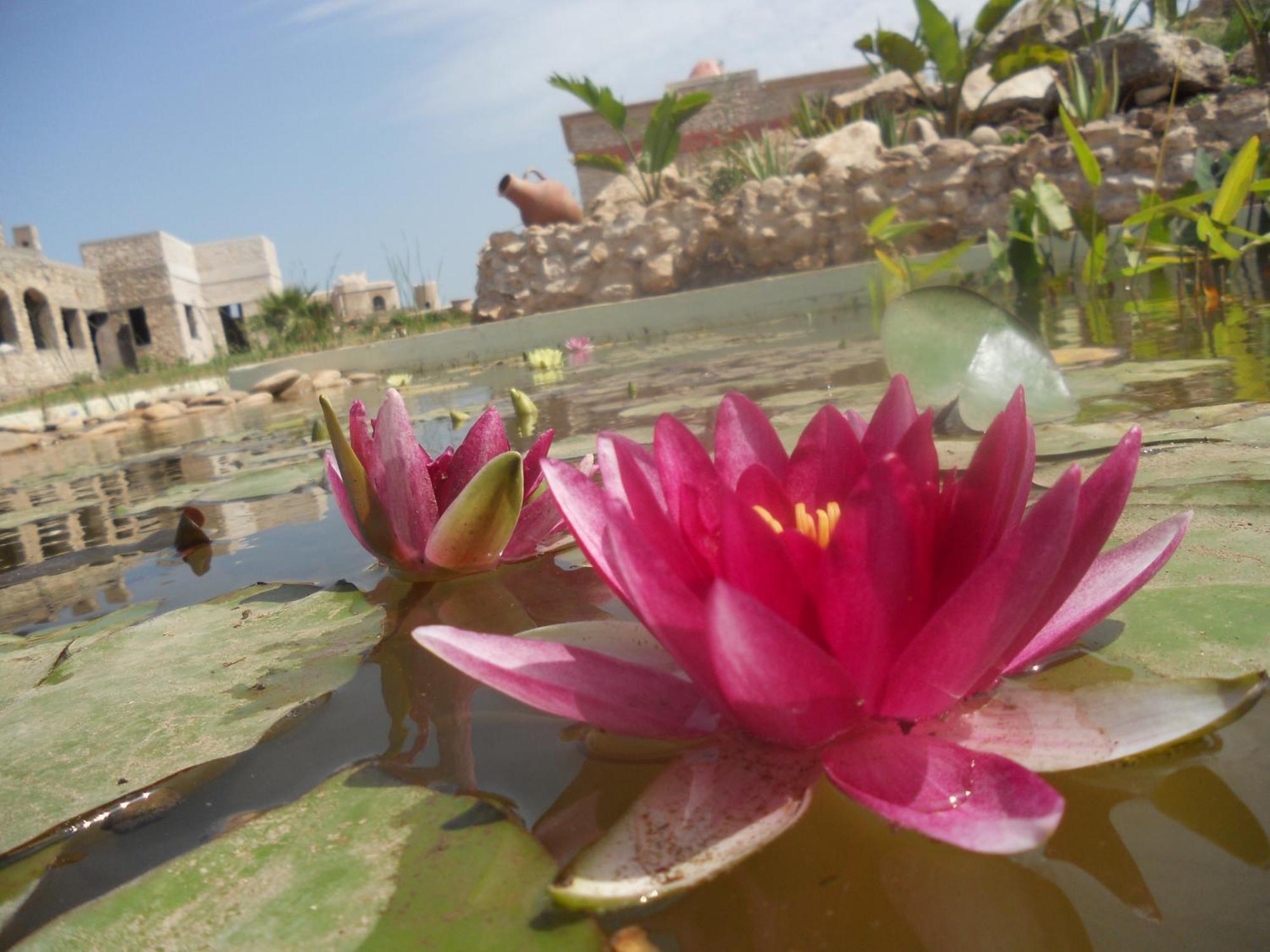 Douar Noujoum Bed & Breakfast Essaouira Eksteriør bilde